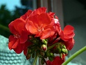 fleur rouge